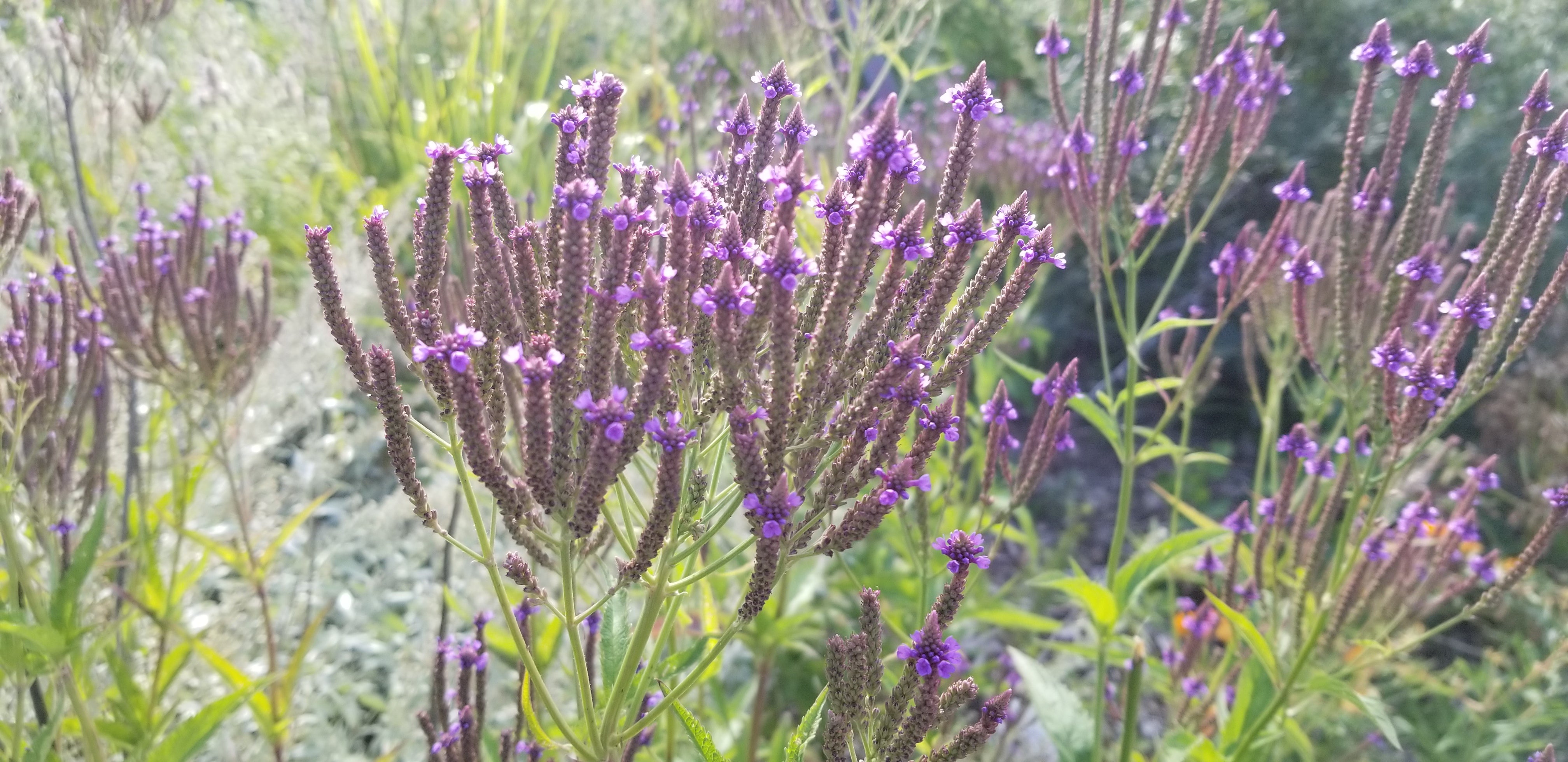 Blue Vervain Seed – Northern Wildflowers