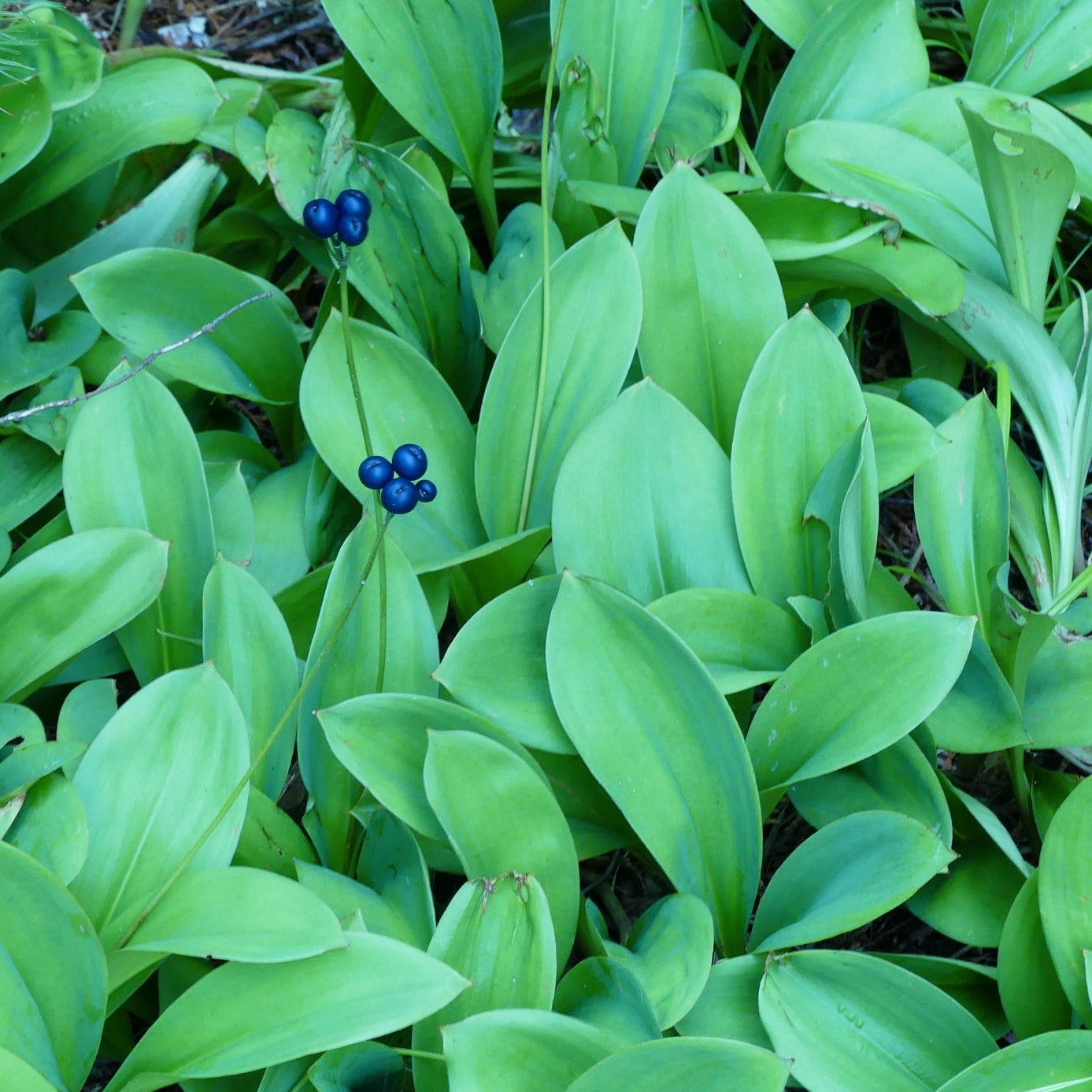 Bluebead Lily