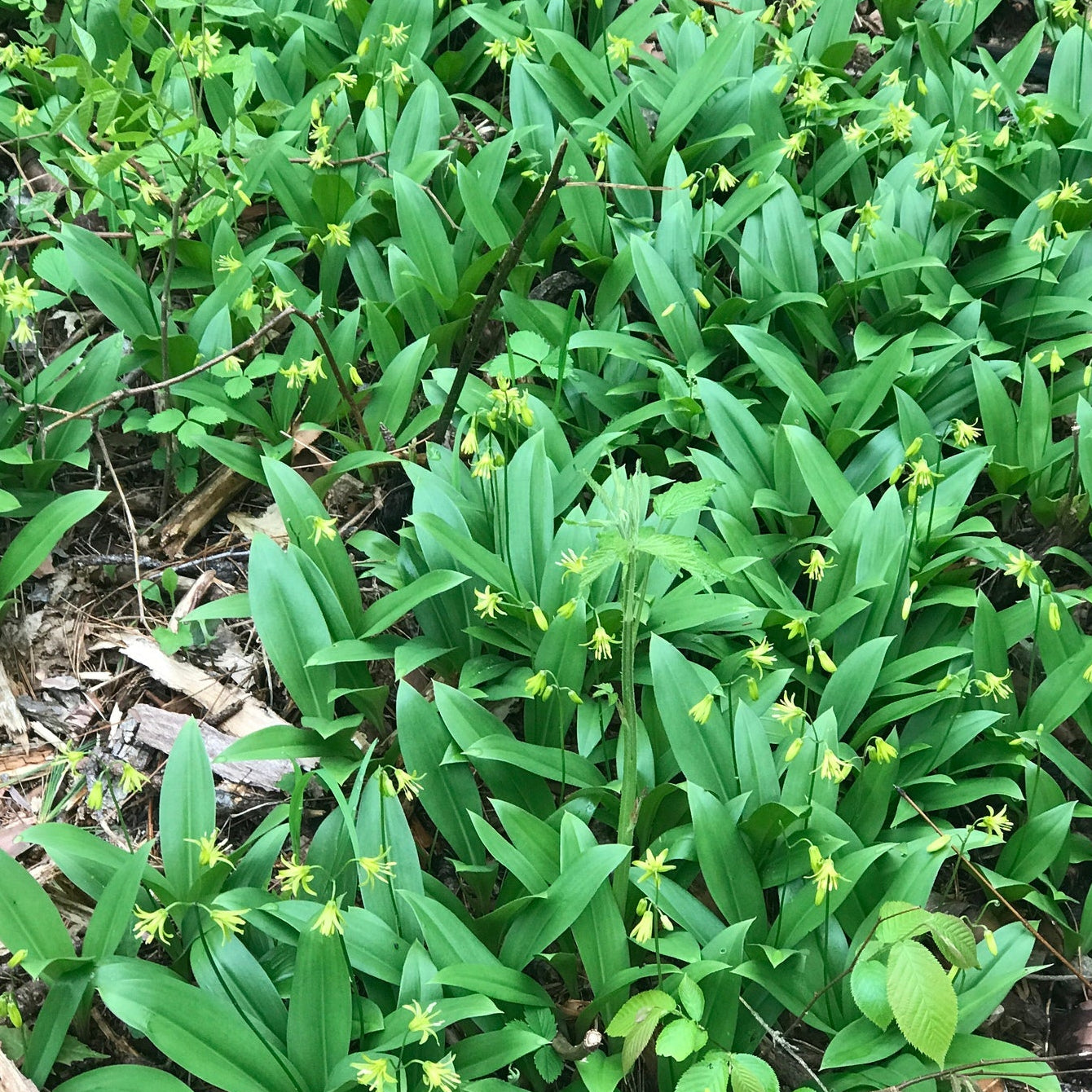 Bluebead Lily