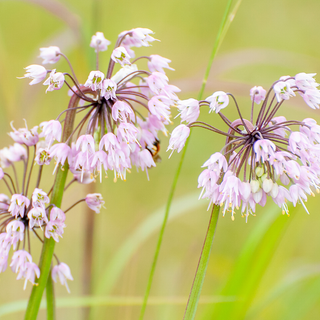 L'ail penché sauvage