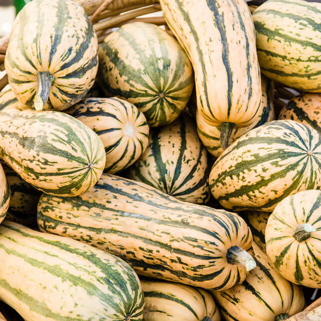 Squash, Delicata
