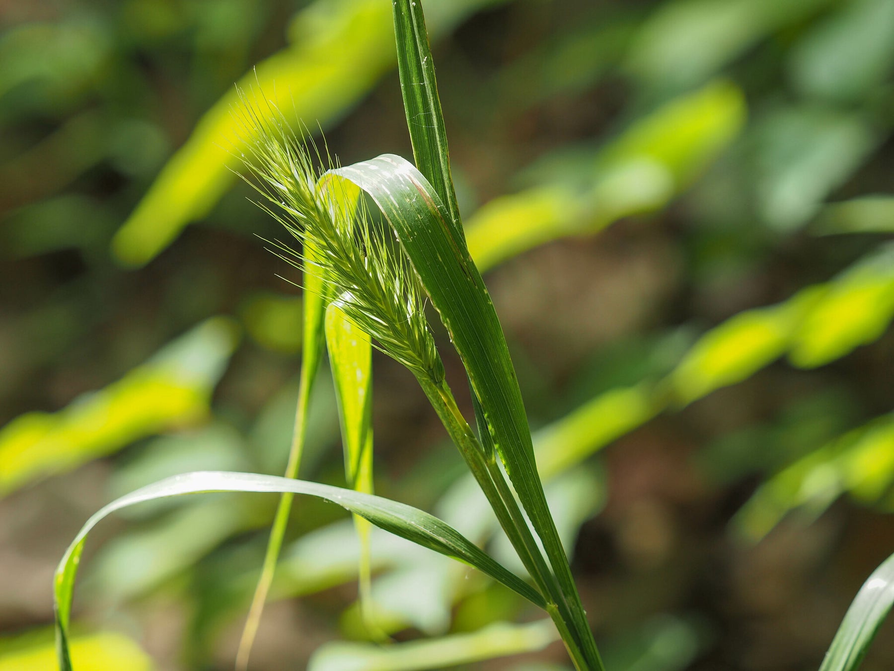 Virginia Wild Rye