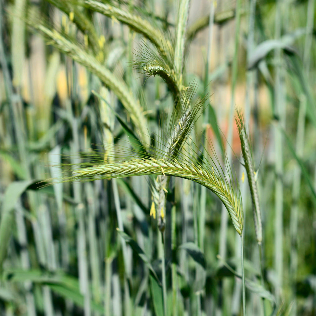 Fall Rye Head Fall/ Winter Rye (Nurse Crop) – Northern Wildflowers
