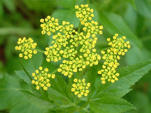 Load image into Gallery viewer, Golden Alexanders