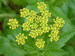 Golden Alexanders