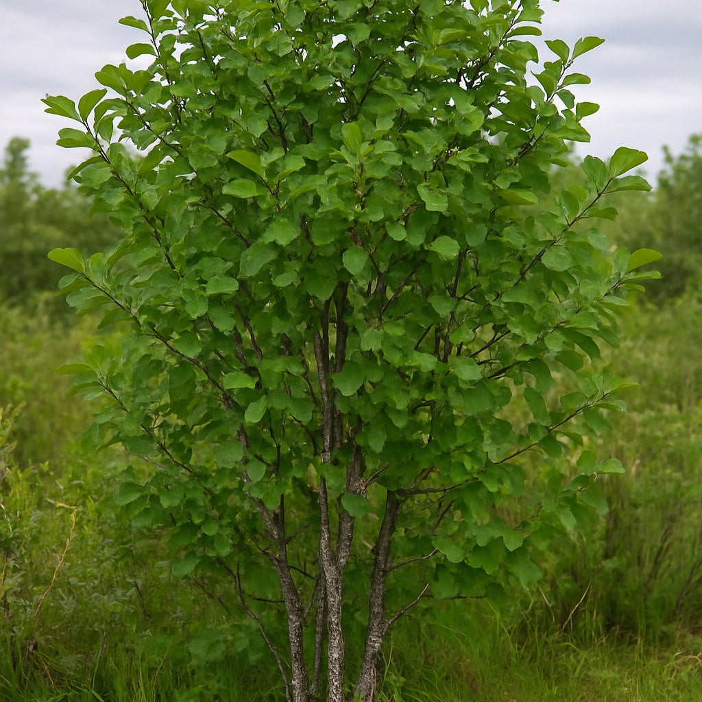 Green Alder tree seeds