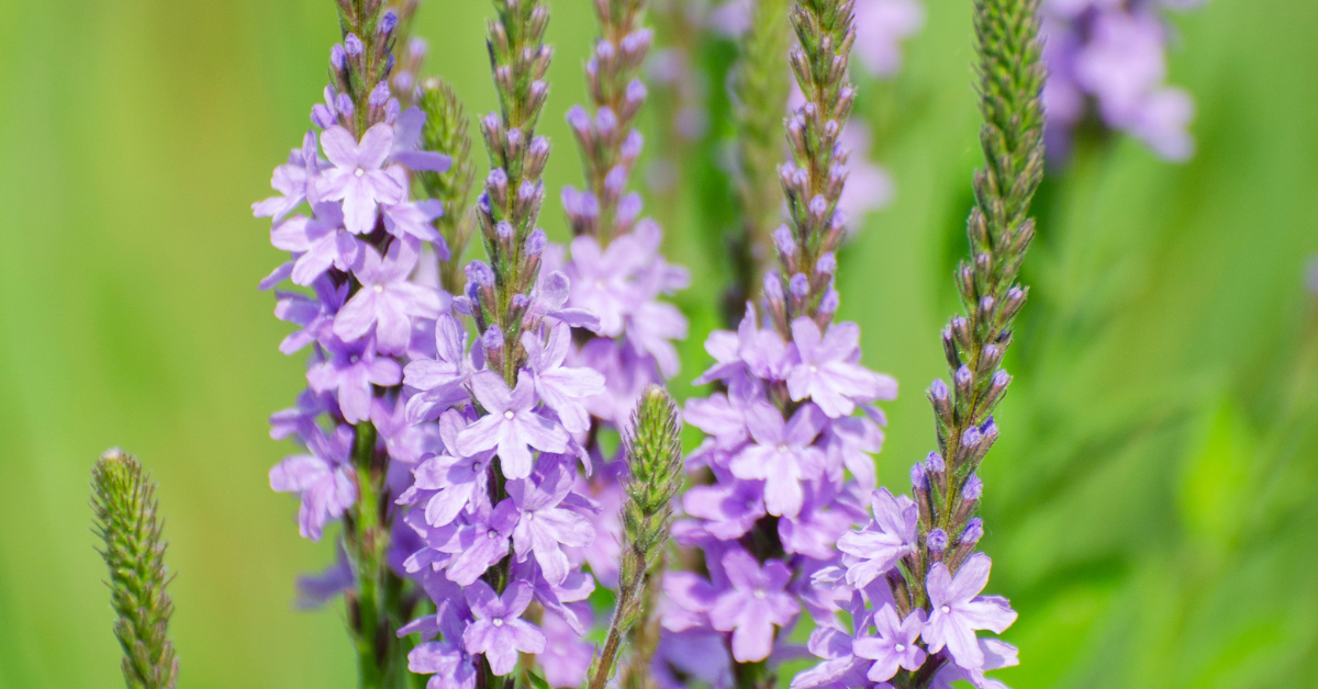 Hoary Vervain