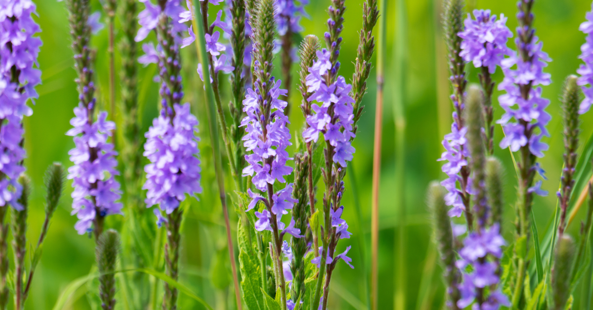 Hoary Vervain