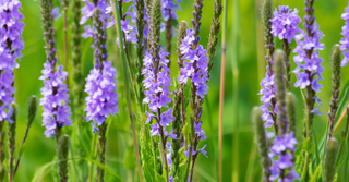 Hoary Vervain
