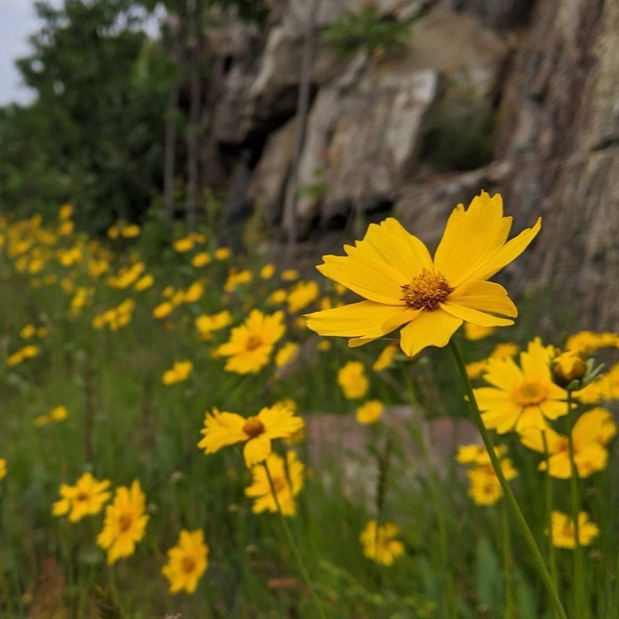 ontario wildflower seed mix Resilient Mix