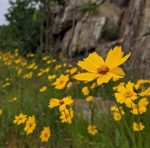 Mélange de semences de fleurs sauvages facile à cultiver