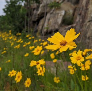 Central Ontario Resilient Mix (Bulk)