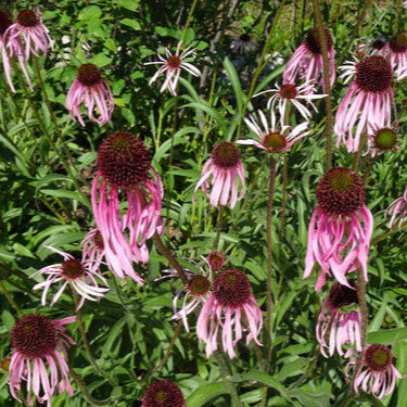 Pale Purple Coneflower Seeds