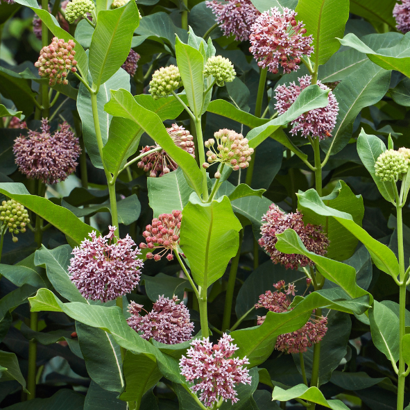 milkweed seed planting depth Common Milkweed Seed – Northern Wildflowers