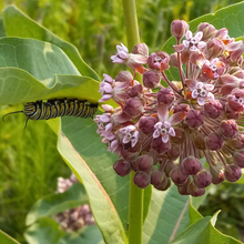 Load image into Gallery viewer, Common Milkweed