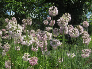 Nodding Wild Onion