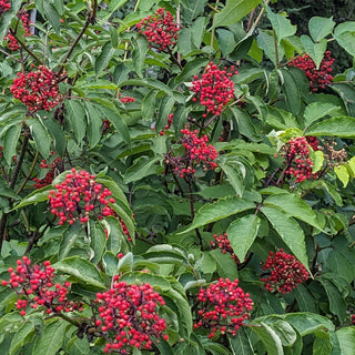 Red Elderberry