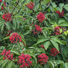 Load image into Gallery viewer, Red Elderberry