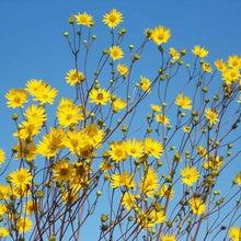 Load image into Gallery viewer, Prairie Dock Seeds