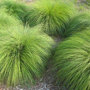 Graminée des prairies