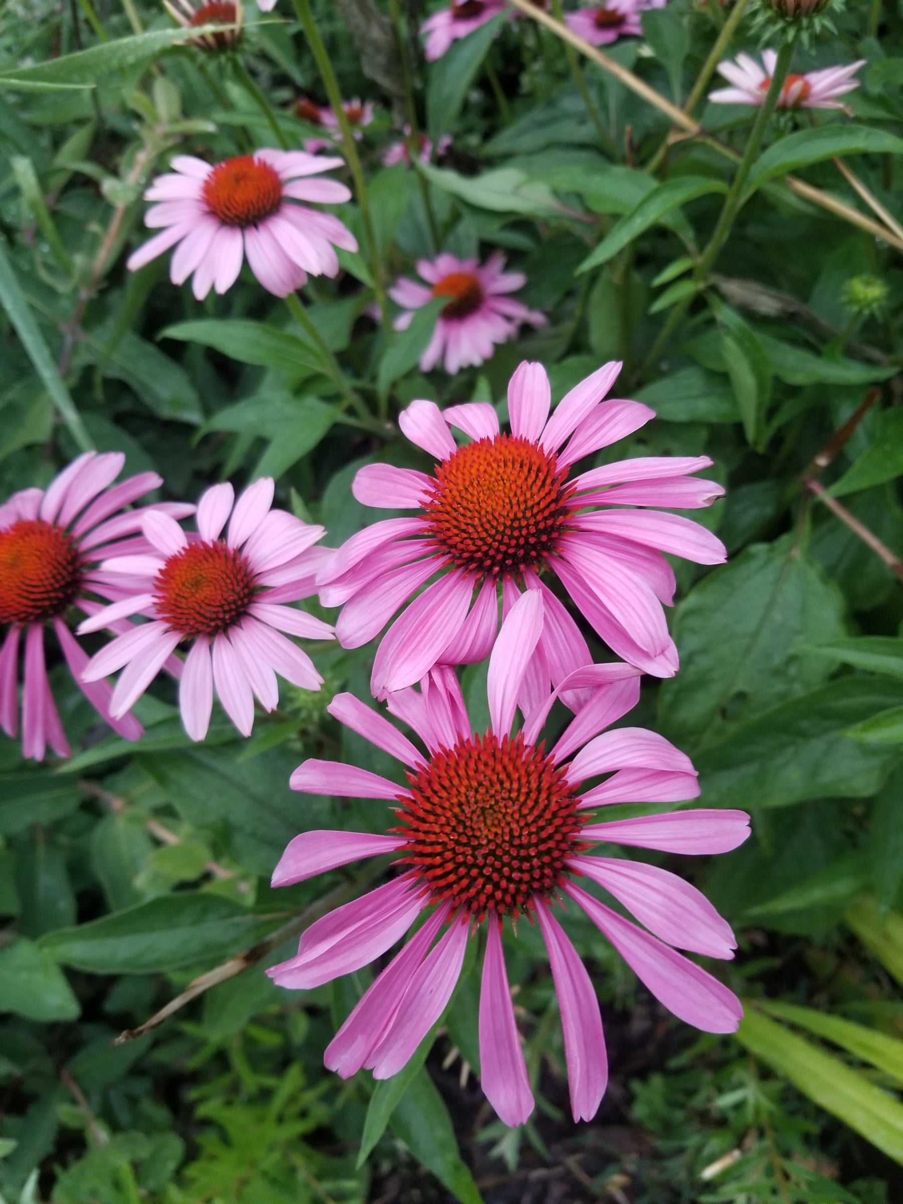 echinacea purple coneflower seeds - perennial wildflower - non gmo Purple Coneflower – Northern Wildflowers