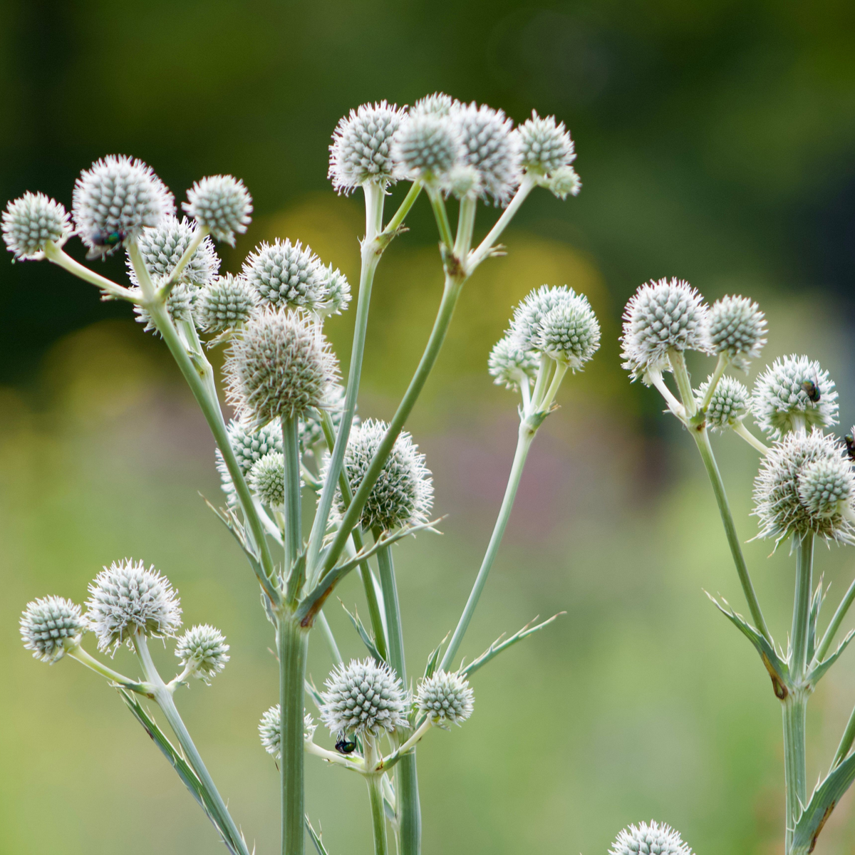 Rattlesnake Master