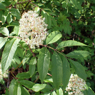 Red Elderberry