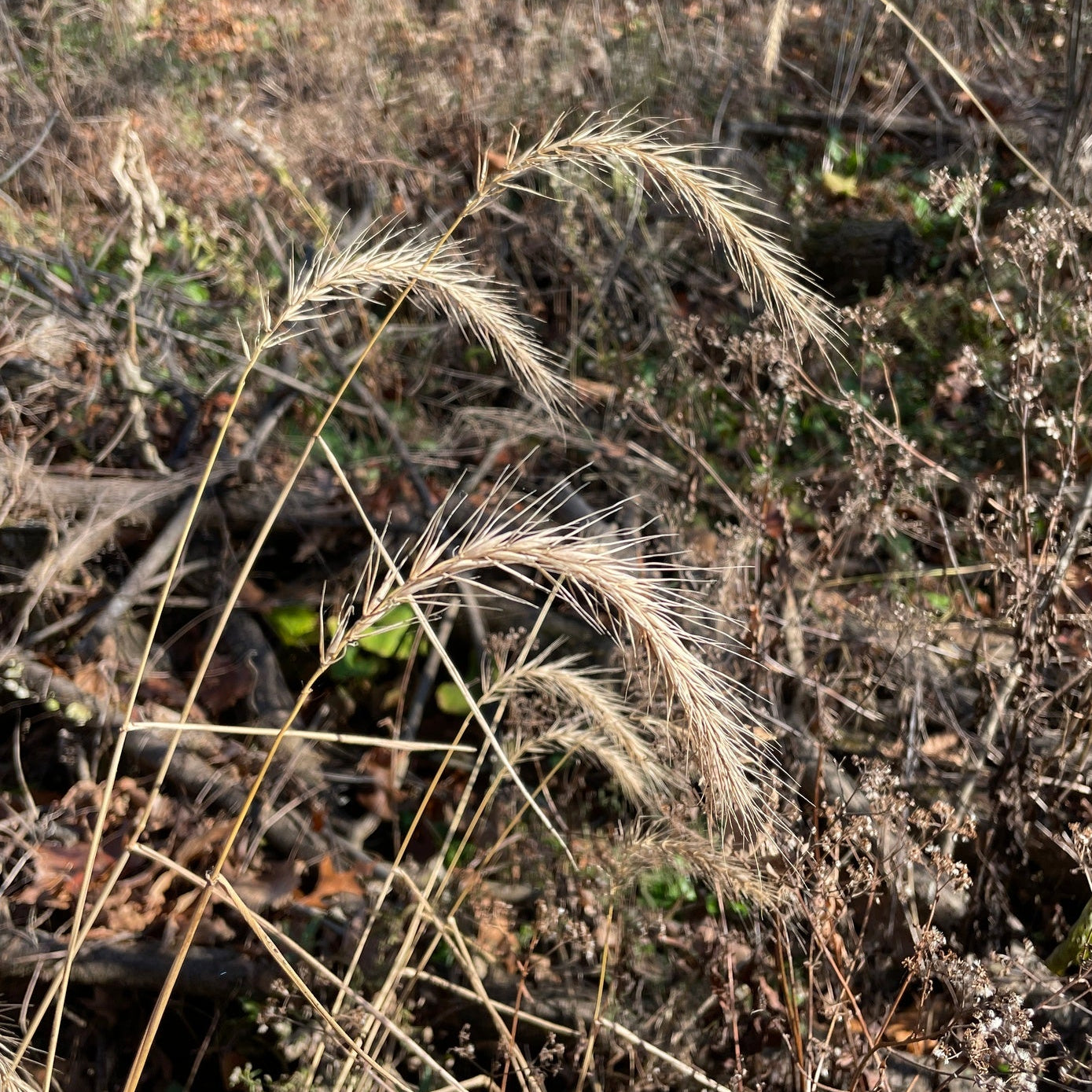 Riverbank Wild Rye