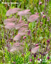 Load image into Gallery viewer, Rock Garden Collection