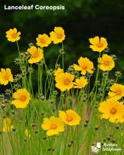 Load image into Gallery viewer, Rock Garden Collection