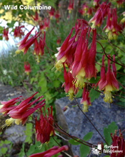 Load image into Gallery viewer, Rock Garden Collection