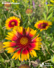 Load image into Gallery viewer, Rock Garden Collection