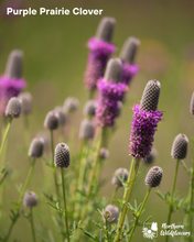 Load image into Gallery viewer, Rock Garden Collection