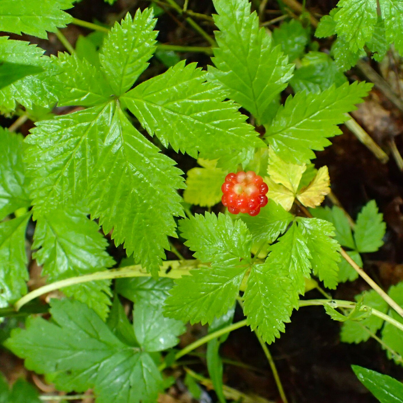 Mûrier sauvage