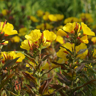Common Evening Primrose Seeds