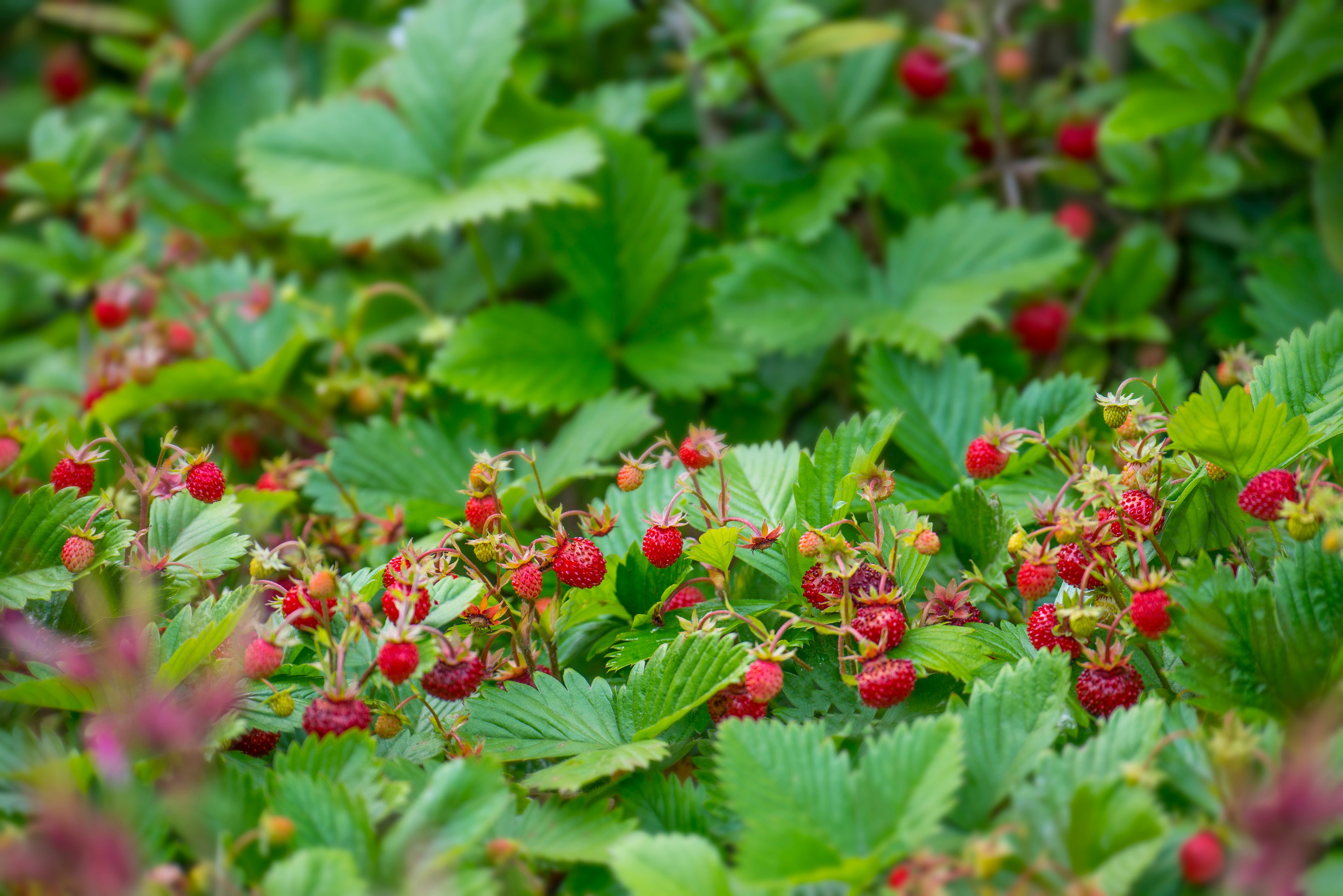  WILD STRAWBERRY 4点セット♡ Woodland Strawberry Seed – Northern Wildflowers