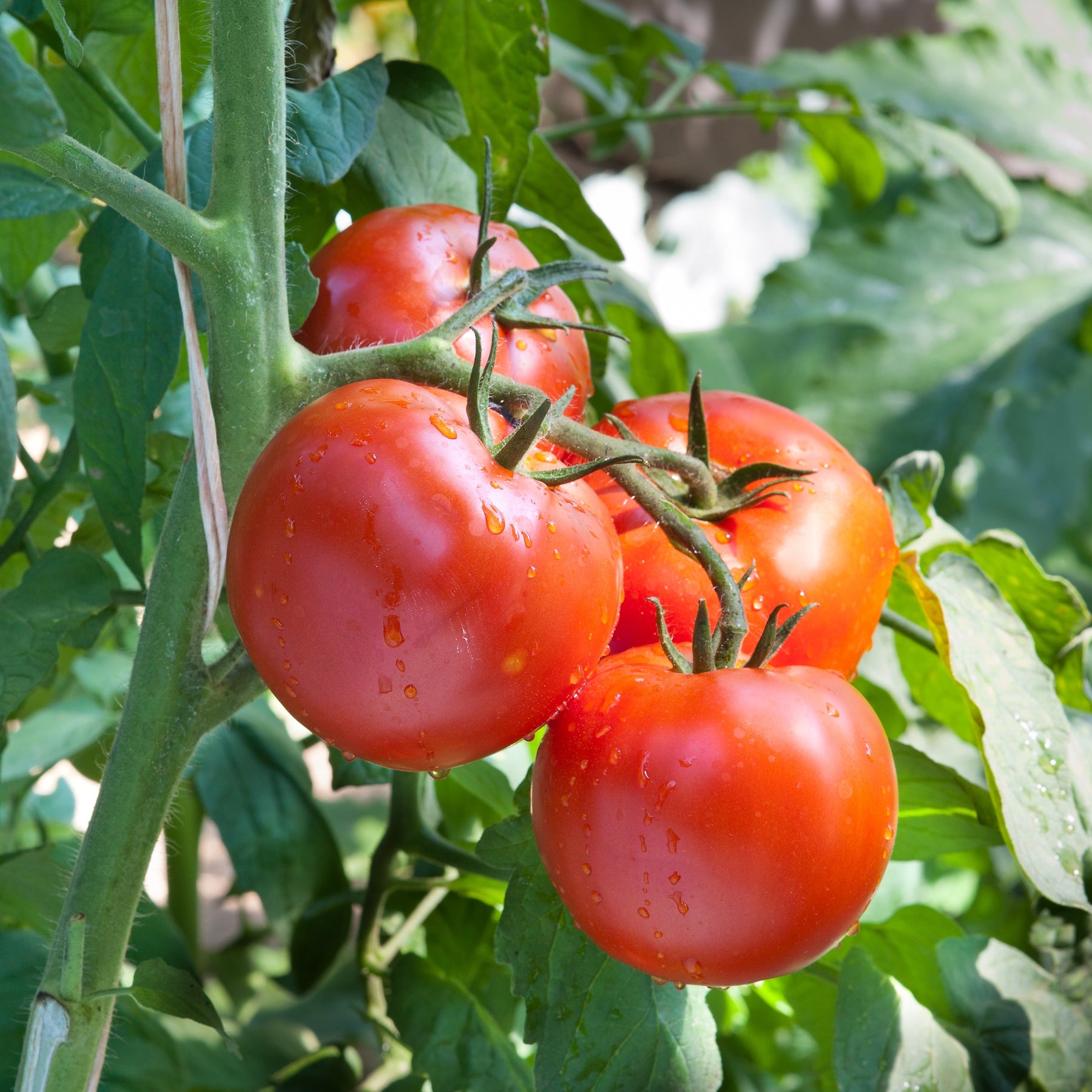 Tomato, Merville Rocket