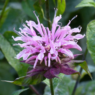 Wild Bergamot Seeds