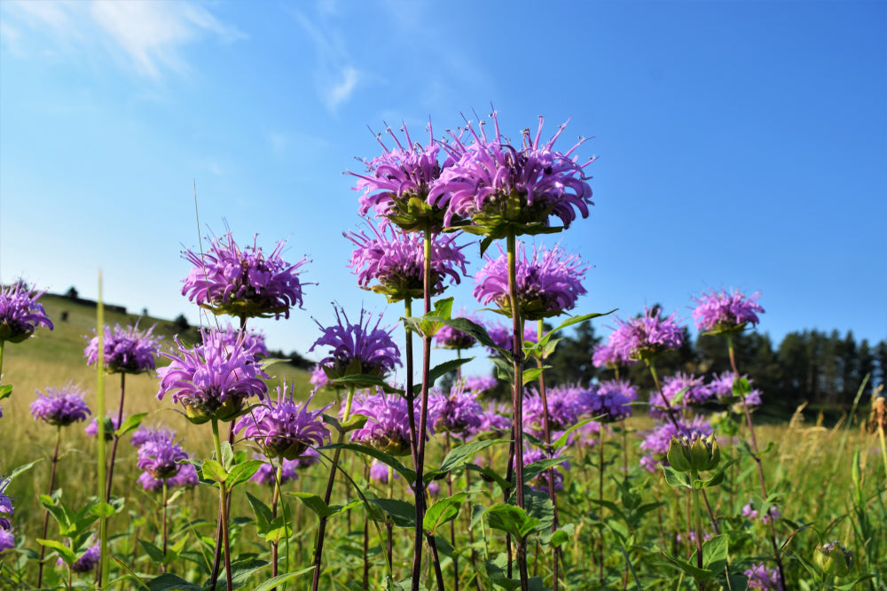 Wild Bergamot