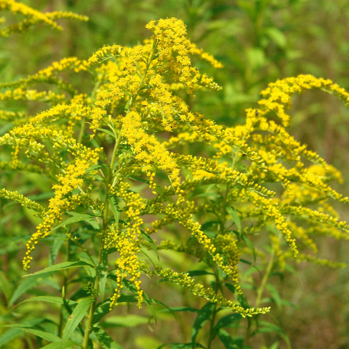 goldenrod plant seeds Canada Goldenrod – Northern Wildflowers