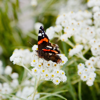 Pearly Everlasting Seeds
