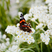Load image into Gallery viewer, Pearly Everlasting Seeds
