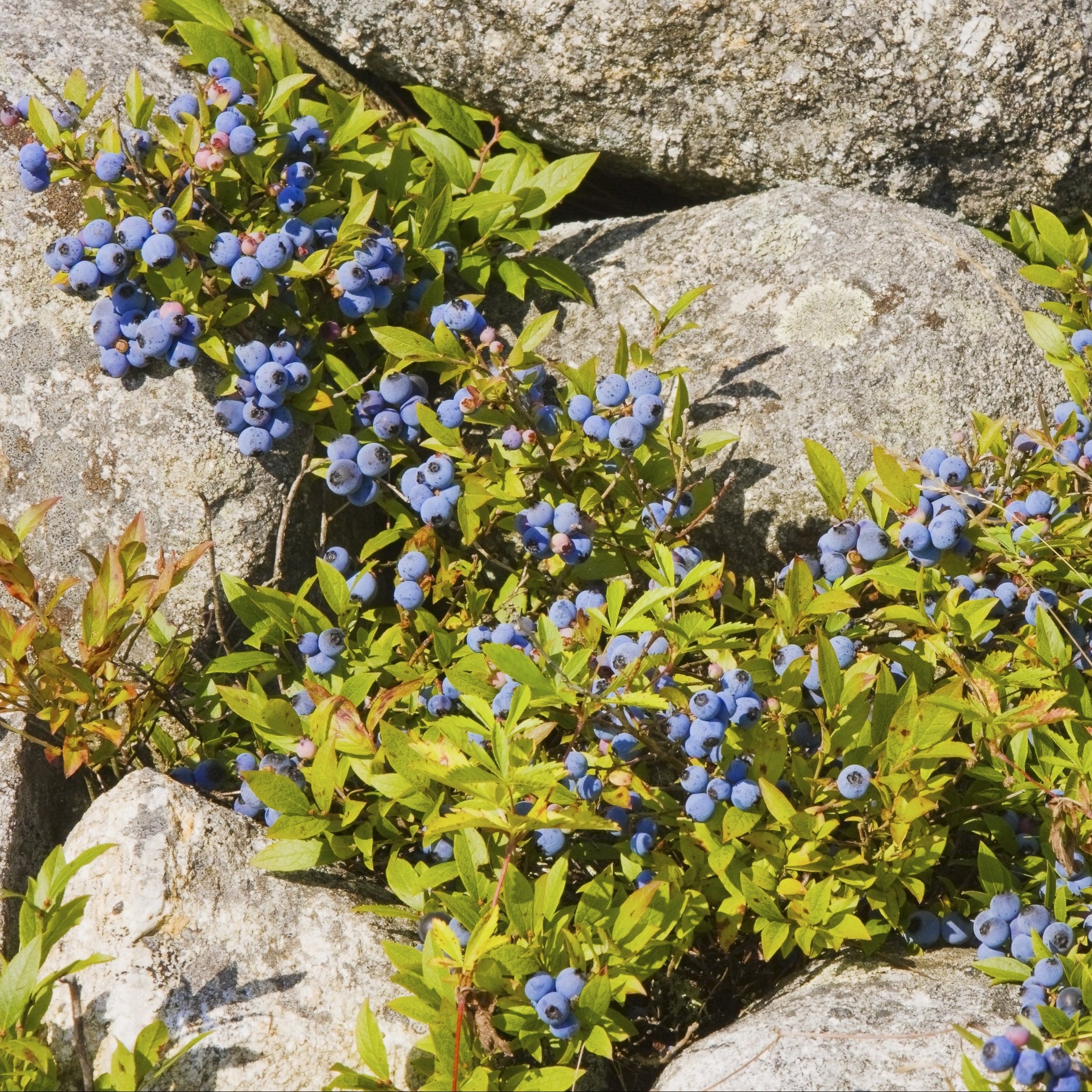 Wild Lowbush Blueberry