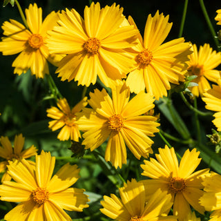 Lanceleaf Coreopsis Seeds