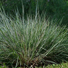 Load image into Gallery viewer, Little Bluestem