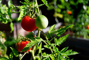 Tomato, Rose de Berne