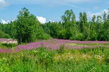 Load image into Gallery viewer, Fireweed