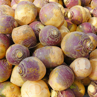 Rutabaga, Helenor Seeds