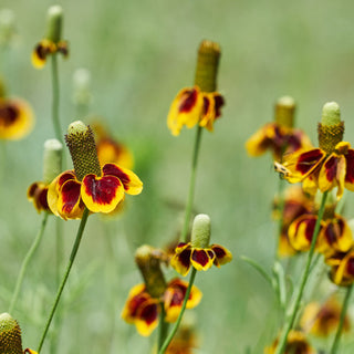 Prairie Coneflower Seeds