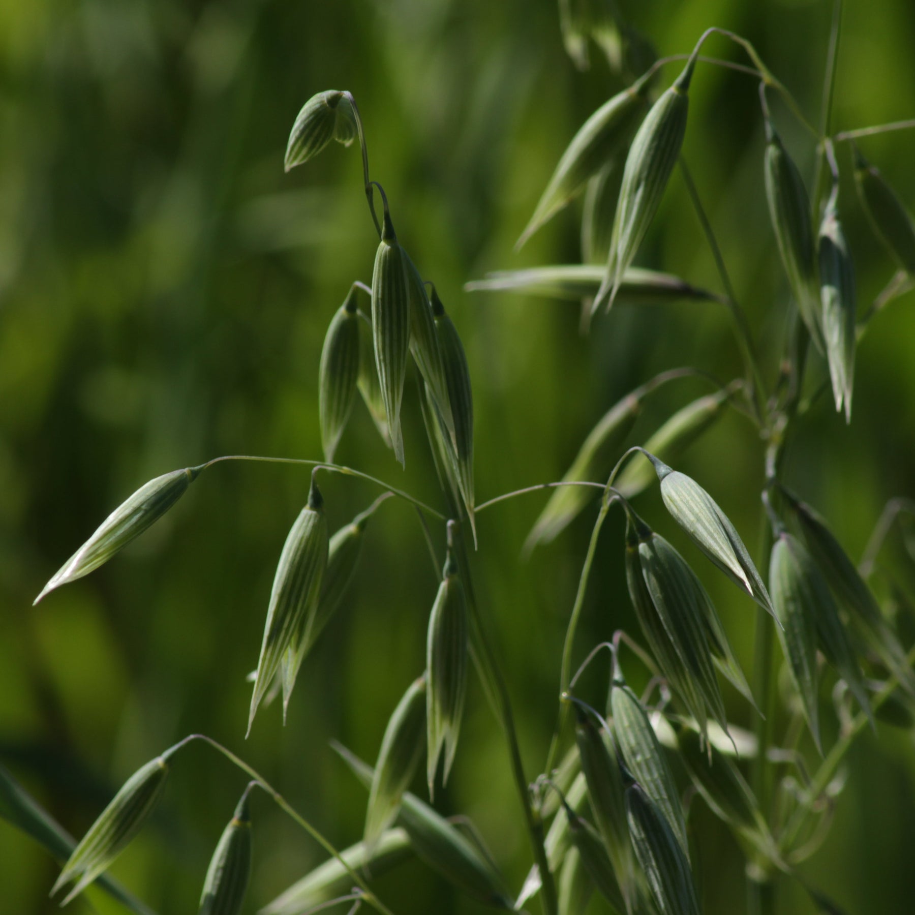 Common Oats (Nurse Crop)